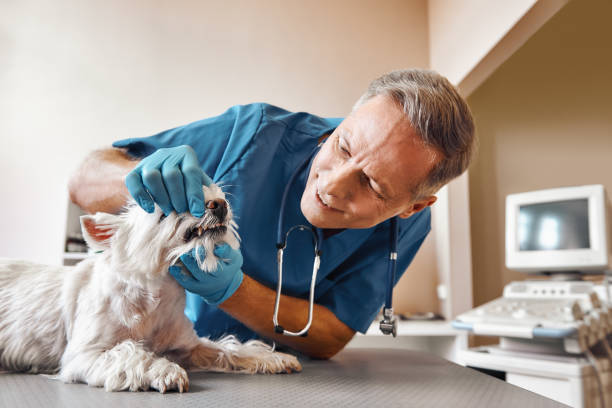 Best Emergency Care for Gum Disease in Lowell, IN